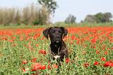 CANE CORSO 008